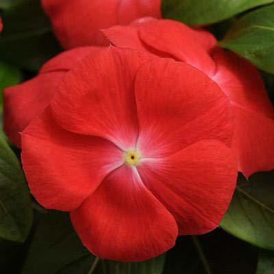 CYBEXIS Vinca Pacifica Orange seeds Seed(1 g)