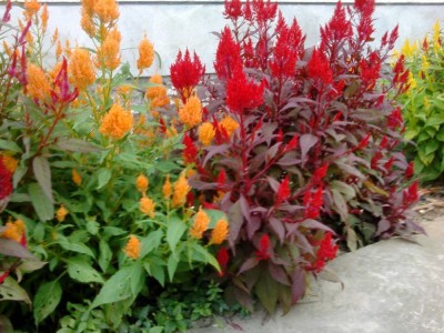 CYBEXIS XL-46 - Celosia Plumosa Kimino-Mixed Flower - (540 Seeds) Seed(540 per packet)