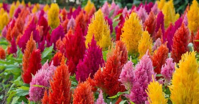 VibeX LX-64 - CELOSIA Mixed Summer Flower - (540 Seeds) Seed(540 per packet)