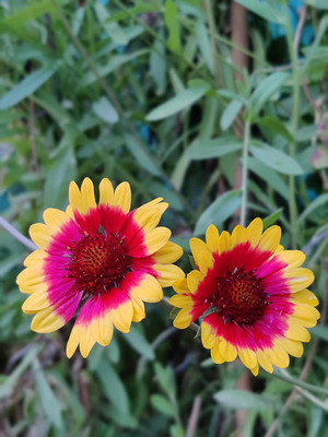 CYBEXIS LX-64 - Gaillardia Aristata Blanket Flower - (540 Seeds) Seed(540 per packet)