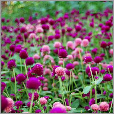VibeX NDIR-68 - Gomphrena (Mixed Color) Flower - (540 Seeds) Seed(540 per packet)