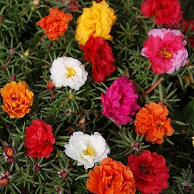 ACCELCROP Portulaca Seed(85 per packet)