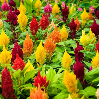 VibeX ATS-33 - Celosia (Coxcomb) - Plumosa Forest Fire - (60 Seeds) Seed(60 per packet)