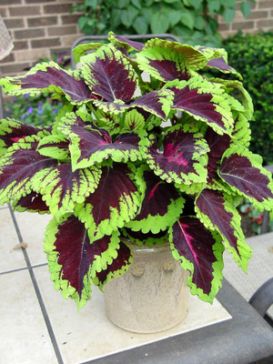 CYBEXIS PAU-11 - Coleus Rainbow Mixed - (1350 Seeds) Seed(1350 per packet)