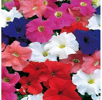 CYBEXIS Hybrid Flower Seeds Balsam Mix Seed(1 g)