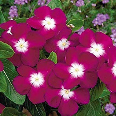 CYBEXIS ATS-16 - Balsam Double Flower - (30 Seeds) Seed(30 per packet)