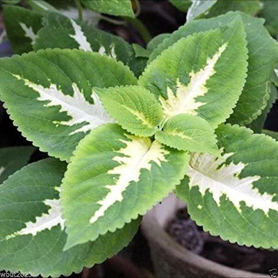 CYBEXIS Coleus Seeds ,Wizard Series-jade Seed(100 per packet)