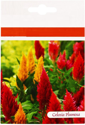 CYBEXIS XLR-57 - Celosia Plumosa Mix Flower - (60 Seeds) Seed(60 per packet)