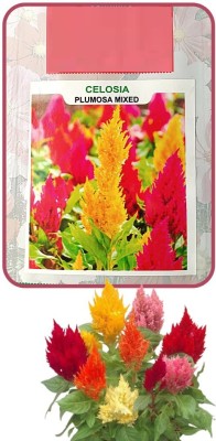 VibeX GBPUT-61 - CELOSIA - PLUMOSA MIXED-Flower - (540 Seeds) Seed(540 per packet)