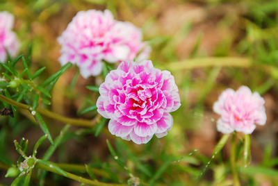CYBEXIS portulaca Seed(100 per packet)