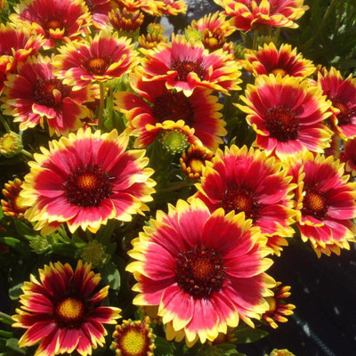 Qualtivate Gaillardia Seed(50 per packet)