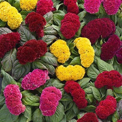 CYBEXIS XL-97 - Celosia Plumosa Flower Mix Color Ornamental - (540 Seeds) Seed(540 per packet)