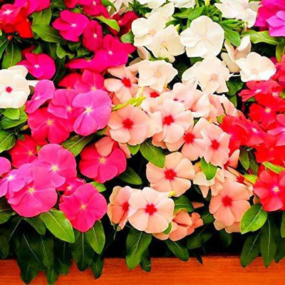 WILLVINE LX-30 Navya germination Vinca Mixed Finest Seed Seed(50 per packet)