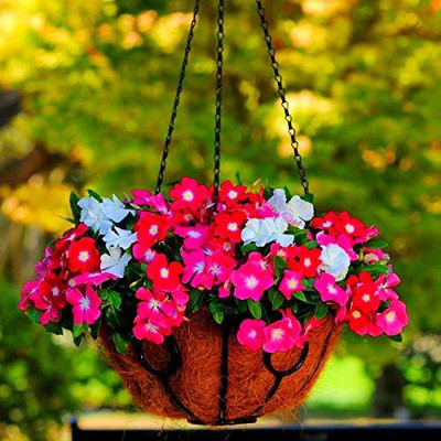CYBEXIS Vinca Medi Trailing Vinca F1 Hybrid Mix Color Seeds Seed(1 g)