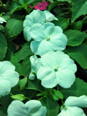 VibeX TLX-24 - Chinese balsam flowers white - (90 Seeds) Seed(90 per packet)