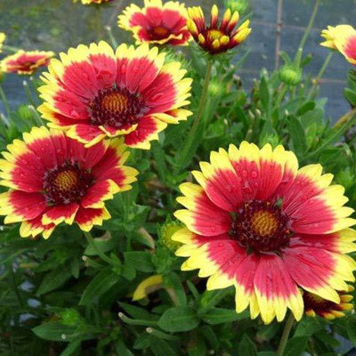 CYBEXIS NDIR-85 - GAILLARDIA ARISTATA - (540 Seeds) Seed(540 per packet)
