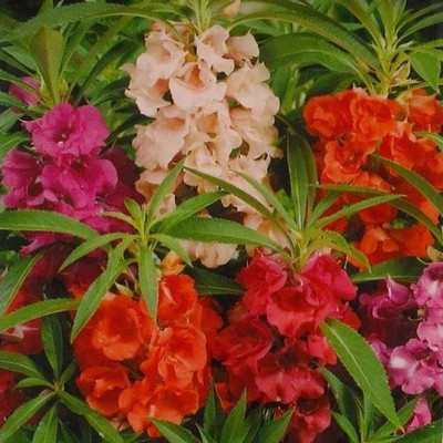CYBEXIS XLR-40 - Balsam Mix GMO-Free - (90 Seeds) Seed(90 per packet)