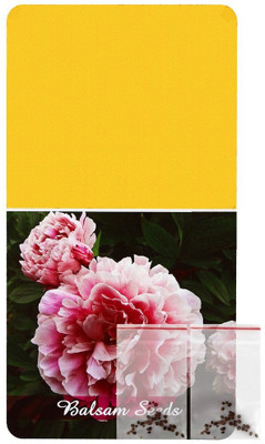 CYBEXIS KGF -3 - Balsam Tom Thumb Double Mix - (30 Seeds) Seed(30 per packet)