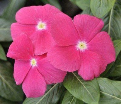 VibeX LX-64 - Vinca Pink Flower - (180 Seeds) Seed(180 per packet)