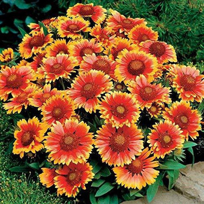 CYBEXIS VXI-87 - Gaillardia Mixed Flower - (60 Seeds) Seed(60 per packet)