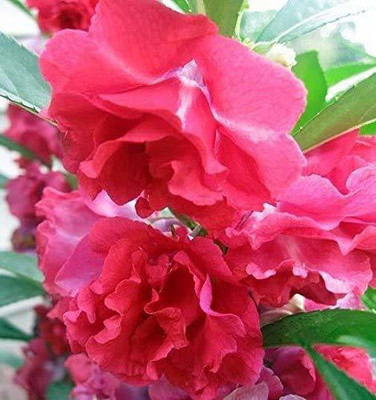 CYBEXIS Balsam Flower Mix Flower Seed(25 per packet)
