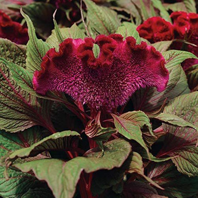 CYBEXIS LX-13 - Crested Celosia Dracula Flower - (60 Seeds) Seed(60 per packet)