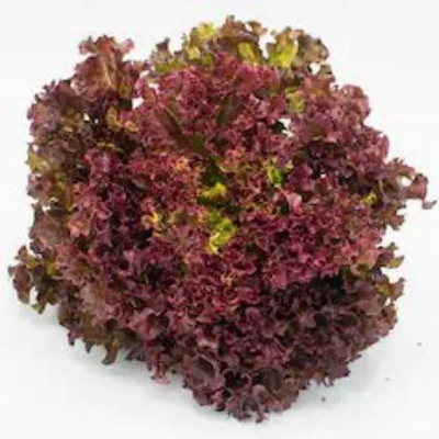 Paudha RedLettuce Vegetable Seed(41 per packet)