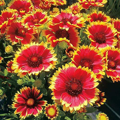 CYBEXIS KGF -20 - GAILLARDIA ARISTATA - (60 Seeds) Seed(60 per packet)