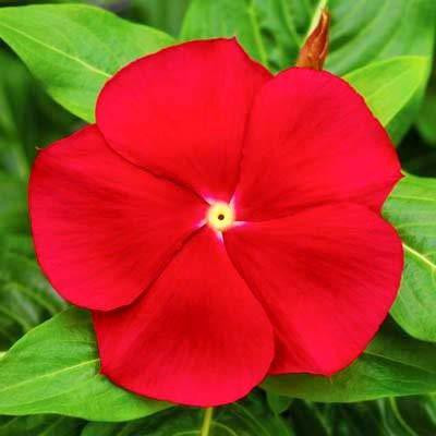 CYBEXIS XLR-57 - Cora Red Vinca Finest - (60 Seeds) Seed(60 per packet)