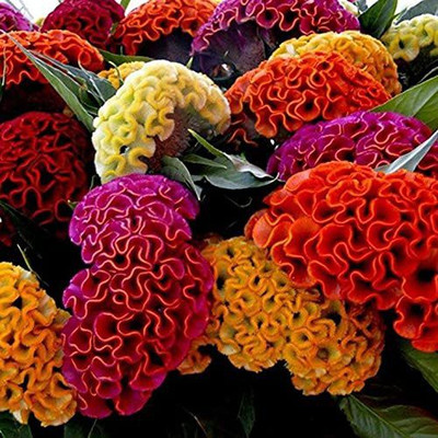 CYBEXIS XLL-18 - Celosia Cockscomb dwarf mix flower - (60 Seeds) Seed(60 per packet)