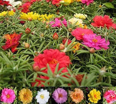 CYBEXIS Portulaca Sundial Mix SEEDS Seed(50 per packet)