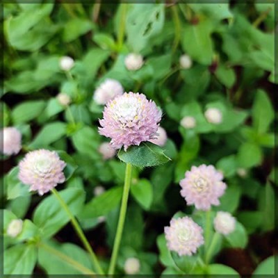 Aywal Gomphrena White / Globe amaranth / Gomphrena globosa White Flower Seed(80 per packet)