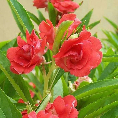 VibeX LX-30 - Balsam Double Mixed Flower Desi - (90 Seeds) Seed(90 per packet)