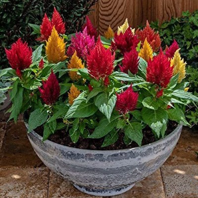 VibeX KGF -20 - Kimono Mix Celosia Desnly-Packed Feathery Flowers - (60 Seeds) Seed(60 per packet)