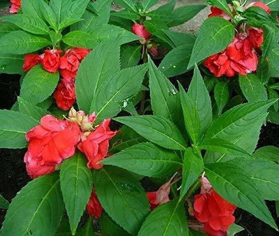VibeX PAU-28 - Perennial Balsam Flower Mix Flower - (270 Seeds) Seed(270 per packet)