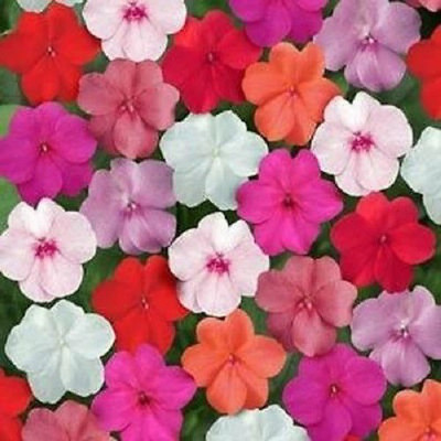CYBEXIS XLR-74 - Balsam Tom Thumb Flower - (270 Seeds) Seed(270 per packet)
