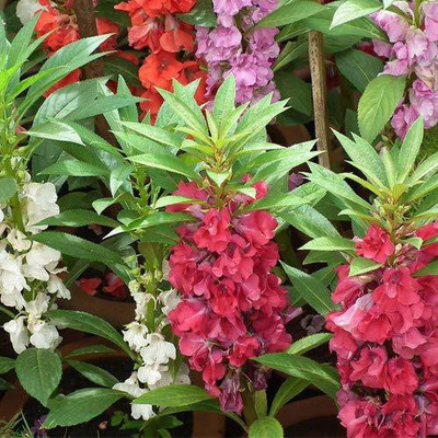 CYBEXIS LX-47 - BALSAM DOUBLE MIXED - (270 Seeds) Seed(270 per packet)