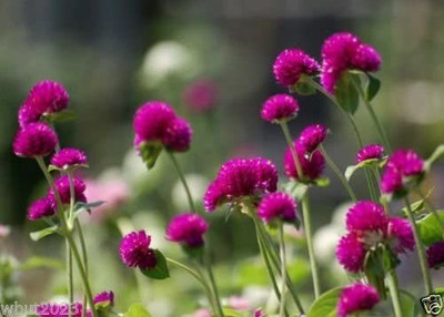 VibeX LXI-22 - Globe Amaranth Purple ~Gomphrena - (180 Seeds) Seed(180 per packet)
