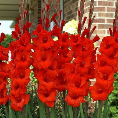 Udanta Gladiolus Lily Lily For Gardening A1 Qualities Set of Red 30 Bulbs + 2 Extra Seed(30 per packet)