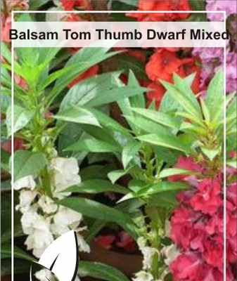 CYBEXIS Balsam Single Mix Flower Seeds Seed(1 g)