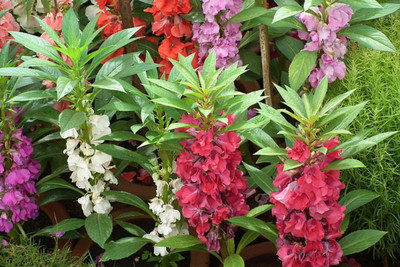 CYBEXIS Balsam Tom Thumb Mix Flower Seeds Seed(1 g)