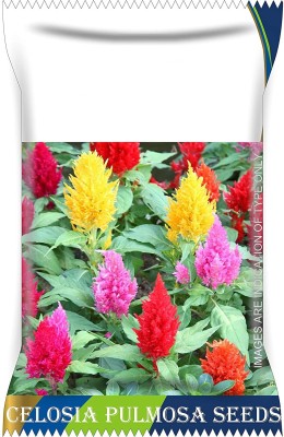 VibeX VXI-2 - Celosia Pulmosa Flower - (540 Seeds) Seed(540 per packet)