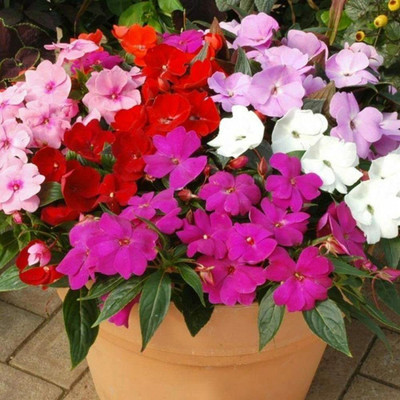 CYBEXIS Hybrid Balsam Mix Flower Seeds Seed(1 g)