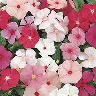 CYBEXIS GBPUT-61 - VINCA PERIWINKLE MIXED FLOWER - (540 Seeds) Seed(540 per packet)