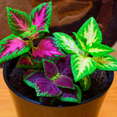 CYBEXIS KGF -3 - Coleus - Improved Rainbow Mixed - (450 Seeds) Seed(450 per packet)