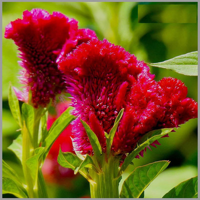 CYBEXIS GBPUT-10 - Cockscomb Rose/Red (Celosia) Flower - (180 Seeds) Seed(180 per packet)