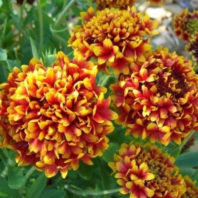 KANAYA Gaillardia Mix Flower Seeds For Home Gardening Seed(78 per packet)