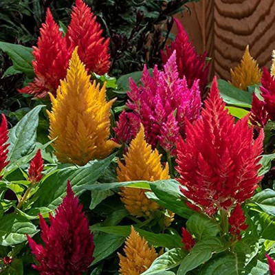 CYBEXIS LXI-22 - Kimono Mix Celosia Desnly-Packed Feathery Flowers - (60 Seeds) Seed(60 per packet)