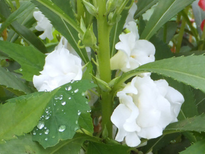 CYBEXIS XLL-18 - Balsam Flower Mixed - (30 Seeds) Seed(30 per packet)