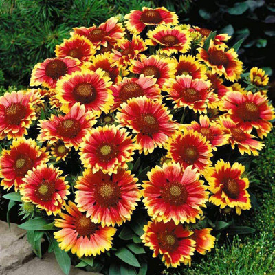 CYBEXIS LXI-22 - Blanket flower Gaillardia - (60 Seeds) Seed(60 per packet)